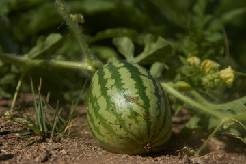 Farming and agriculture concept. Growing small green striped watermelon plant in the garden, close-up