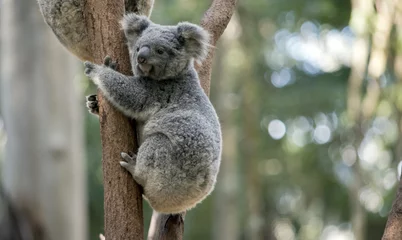 Peel and stick wall murals Koala joey koala
