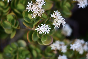 白い小さな花