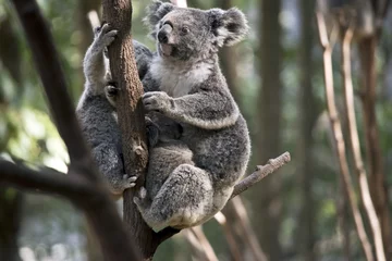 Tableaux ronds sur aluminium brossé Koala koala with two babies