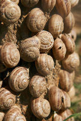 Snails clustered around tree branches to avoid the heat of the summer sun