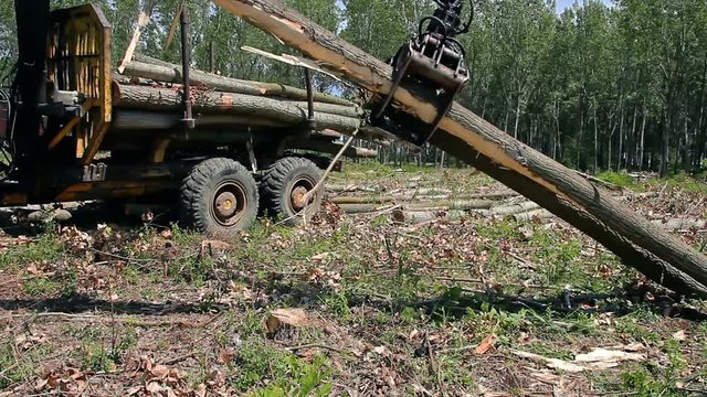 Loading Logs Of Trees In The Forest