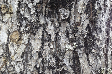 TEXTURA DE TRONCO SECO