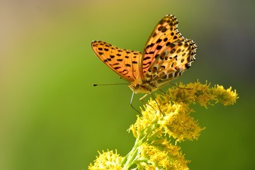 光を浴びて輝くツマグロヒョウモン