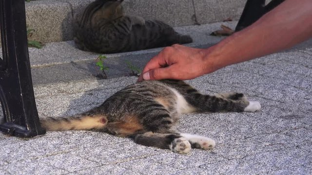 Man is stroking the street cat, close up