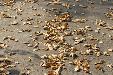 Colorful autumn leaves