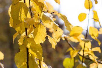 Autumn. Tree with yellow leaves