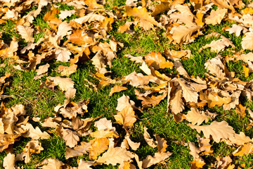 Colorful autumn leaves