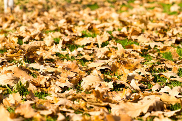 Colorful autumn leaves