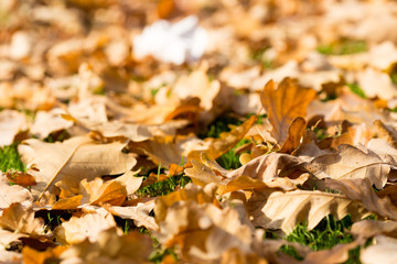 Colorful autumn leaves