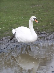 White Swan Portrait