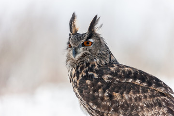 Colour landscape images of a Eurasian Eagle Owl photographed in flight and perched during winter in Canada.