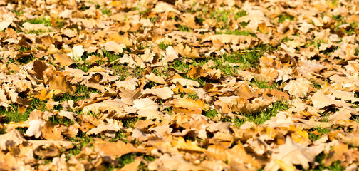 Colorful autumn leaves