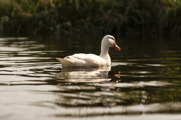 White Duck
