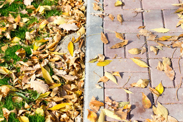 Autumn Leaves by the Sidewalk