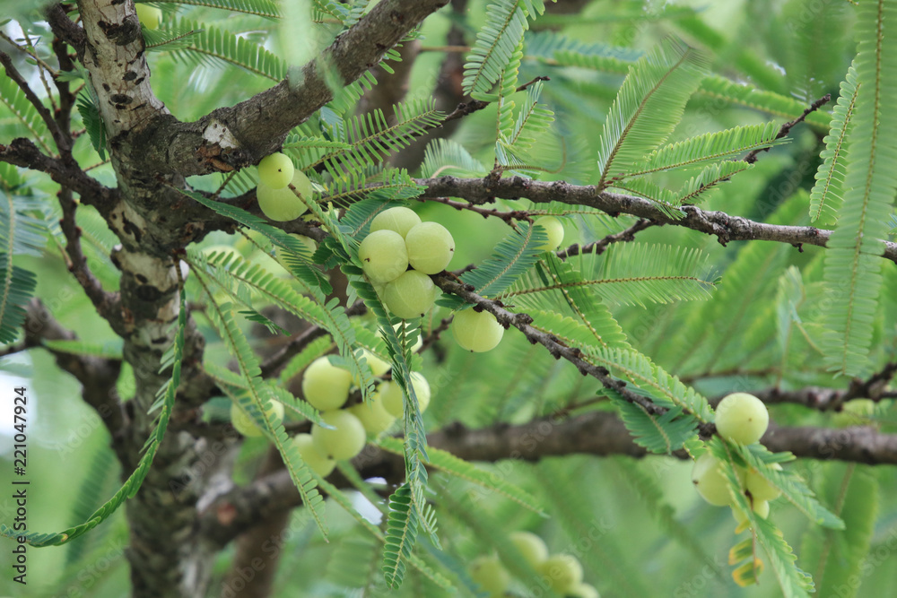 Wall mural india gooseberry on tree good tasty and fresh herb in nature background