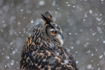 Colour landscape images of a Eurasian Eagle Owl photographed in flight and perched during winter in Canada.