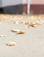 Autumn Leaves by the Sidewalk