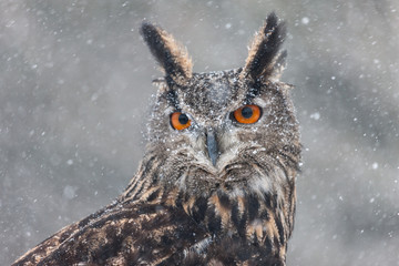 Colour landscape images of a Eurasian Eagle Owl photographed in flight and perched during winter in...