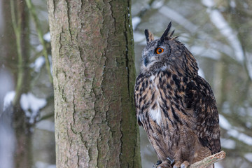 Colour landscape images of a Eurasian Eagle Owl photographed in flight and perched during winter in Canada.