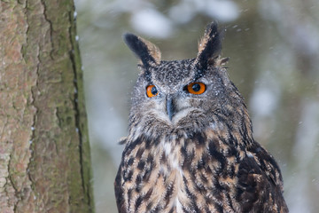 Colour landscape images of a Eurasian Eagle Owl photographed in flight and perched during winter in Canada.