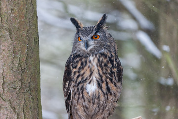 Colour landscape images of a Eurasian Eagle Owl photographed in flight and perched during winter in Canada.