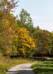Naklejka premium Spitzahornbaum im Herbst Acer platanoides in autumn
