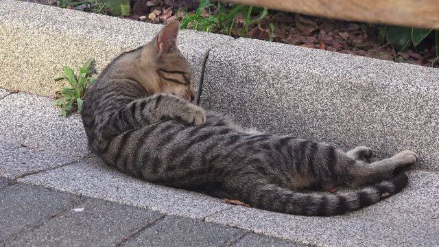 Striped cat lies on the sidewalk and wash up
