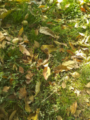 autumn, yellow leaves