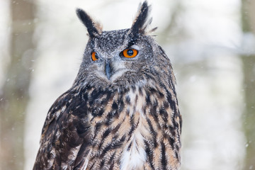 Colour landscape images of a Eurasian Eagle Owl photographed in flight and perched during winter in Canada.