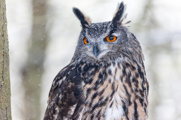 Colour landscape images of a Eurasian Eagle Owl photographed in flight and perched during winter in Canada.