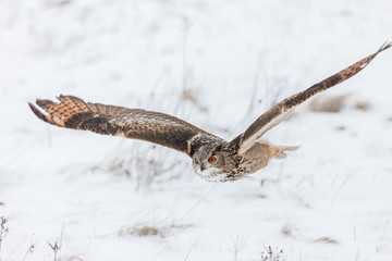 Colour landscape images of a Eurasian Eagle Owl photographed in flight and perched during winter in Canada.