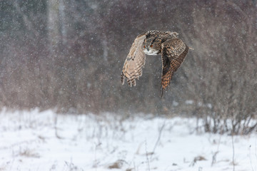 Colour landscape images of a Eurasian Eagle Owl photographed in flight and perched during winter in...
