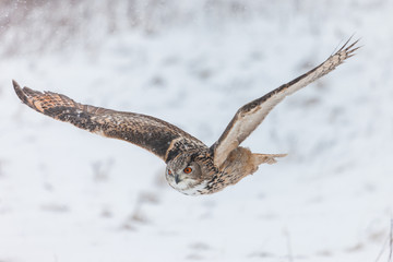 Colour landscape images of a Eurasian Eagle Owl photographed in flight and perched during winter in Canada.