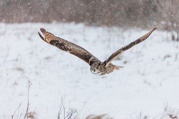 Colour landscape images of a Eurasian Eagle Owl photographed in flight and perched during winter in Canada.