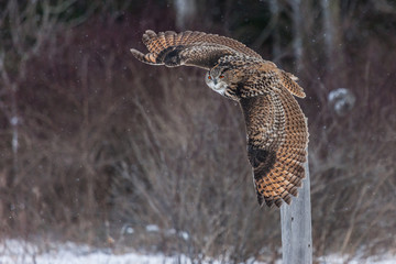 Colour landscape images of a Eurasian Eagle Owl photographed in flight and perched during winter in Canada.
