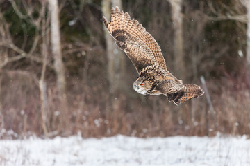 Colour landscape images of a Eurasian Eagle Owl photographed in flight and perched during winter in Canada.