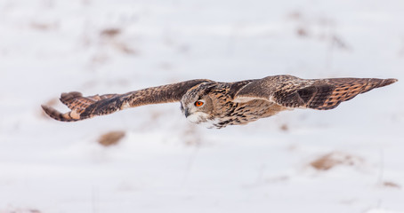Colour landscape images of a Eurasian Eagle Owl photographed in flight and perched during winter in Canada.
