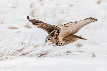 Colour landscape images of a Eurasian Eagle Owl photographed in flight and perched during winter in Canada.