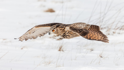 Colour landscape images of a Eurasian Eagle Owl photographed in flight and perched during winter in Canada.