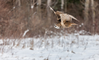 Colour landscape images of a Eurasian Eagle Owl photographed in flight and perched during winter in Canada.