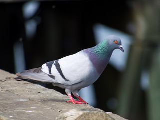 Pigeon 