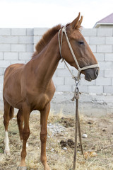 Obraz premium The horse walks in the courtyard and eats the grass