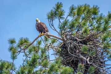 A majestic bald eagle perched in the top of a tall evergreen pine tree at the edge of a lake, with its talons gripping a branch, watching over a large nest, while it's mate is out hunting.