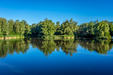 Reflections of trees and foliage on the shore of a calm still lake on a sunny summer morning.
