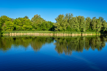Reflections of trees, tall grasses and foliage on the shore of a calm still lake, that looks like glass, on a sunny summer morning.