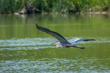 Great Blue Heron showing it's beautiful plumage while in flight over a lake, on a sunny summer morning. 