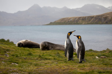 penguin in the arctic
