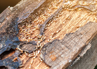 Close up termites or white ants
