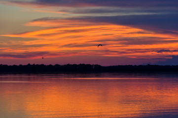 Hunting Gulls